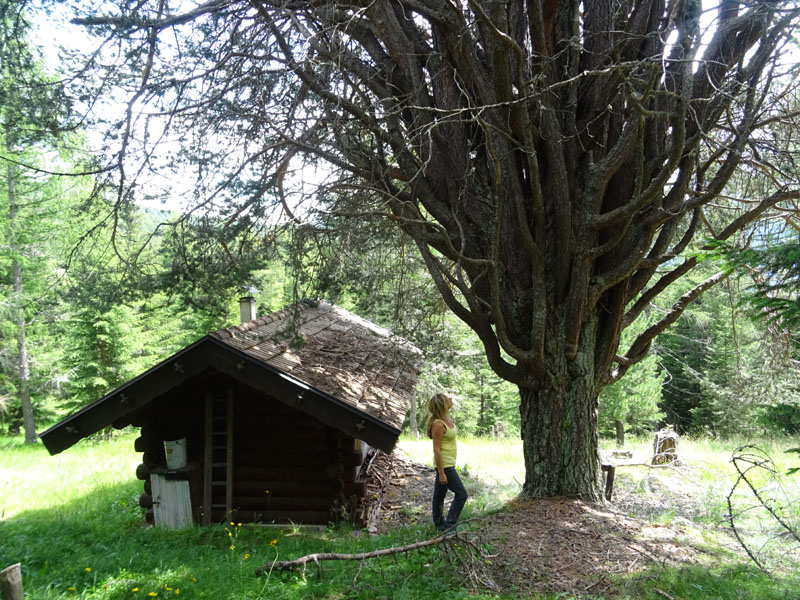 Il pino dalle cento cime....... (Predazzo - TN)